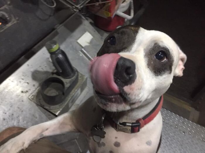 Oh Look Its A Tongue With A Pit Bull Attached To It