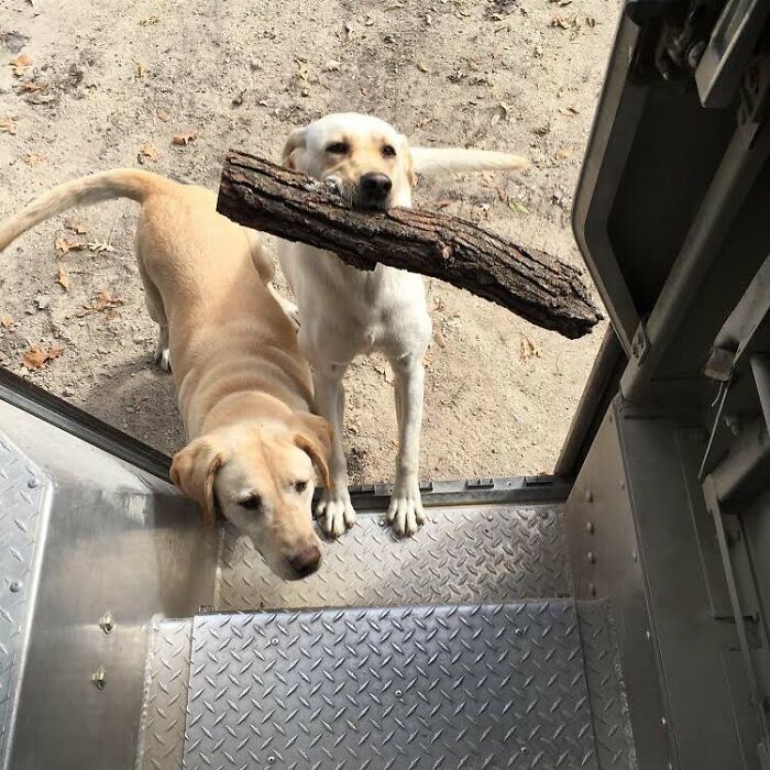 She Always Has To Bring Me A Stick To Play Fetch And Can’t Get Enough. No Stick To Big, No Stick Too Small. The Older One Just Wants The Treats