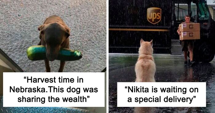 120 Times UPS Drivers Met The Cutest Dogs While On Duty (Best Of All Time)