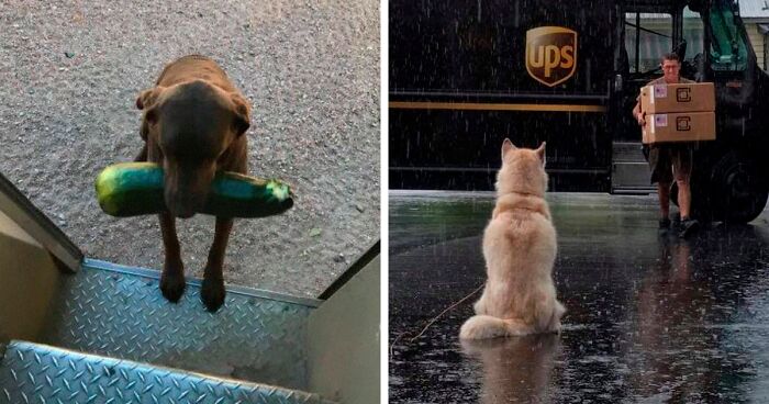 120 Times UPS Drivers Captured The Cutest Dogs They Met On The Job (Best Of All Time)