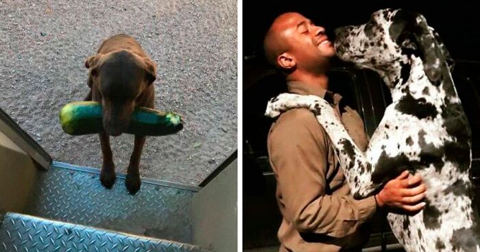 120 Times UPS Drivers Met The Cutest Dogs While On Duty (Best Of All Time)