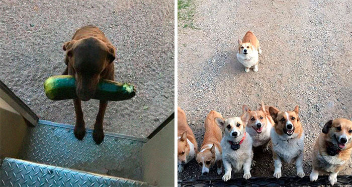 50 Times UPS Drivers Captured The Cutest Dogs They Met On The Job (Best Of All Time)