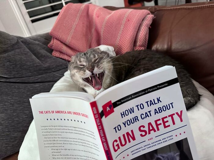 Concerned Your Cat Might Be A Furry Little Anarchist? " How To Talk To Your Cat About Gun Safety" Offers Purr-Suasive Arguments They Can't Ignore