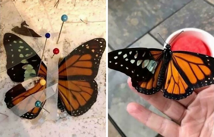 I Don’t Usually Do Live Butterflies, But Now The Zoo Found Out That I Can And They’re Bringing Me Patients. This One Was Deformed Out Of The Chrysalis, So I Did A Wing Transplant
