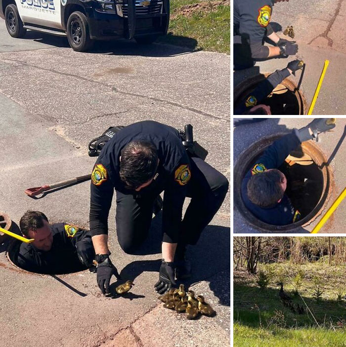 Cops Save Ducklings From Being Washed Out To Lake Superior. Officer Rieboldt Ducked Into A Storm Drain To Save These 8 Little Babies. The Ducklings Were Reunited With Their Mother