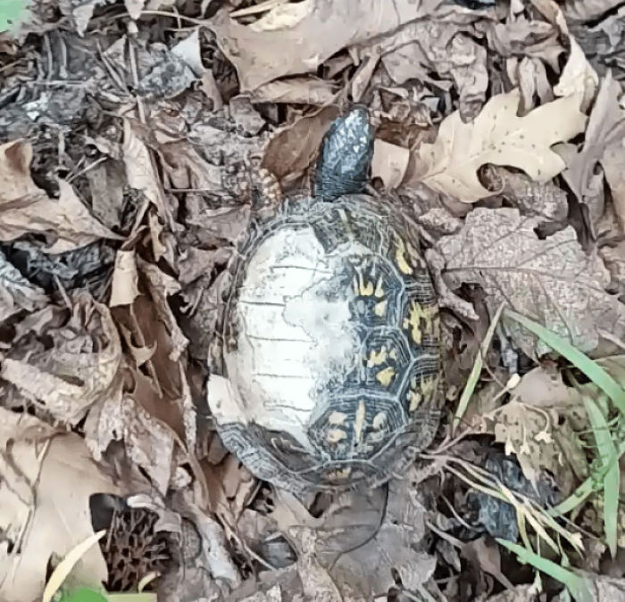 I Saved A Box Turtle Today! He Was Crossing The Road And Got Hit By Cars A Few Times And Survived. I Took Him To A Nearby Animal Hospital. Now He Is Back Home Where He Was Found