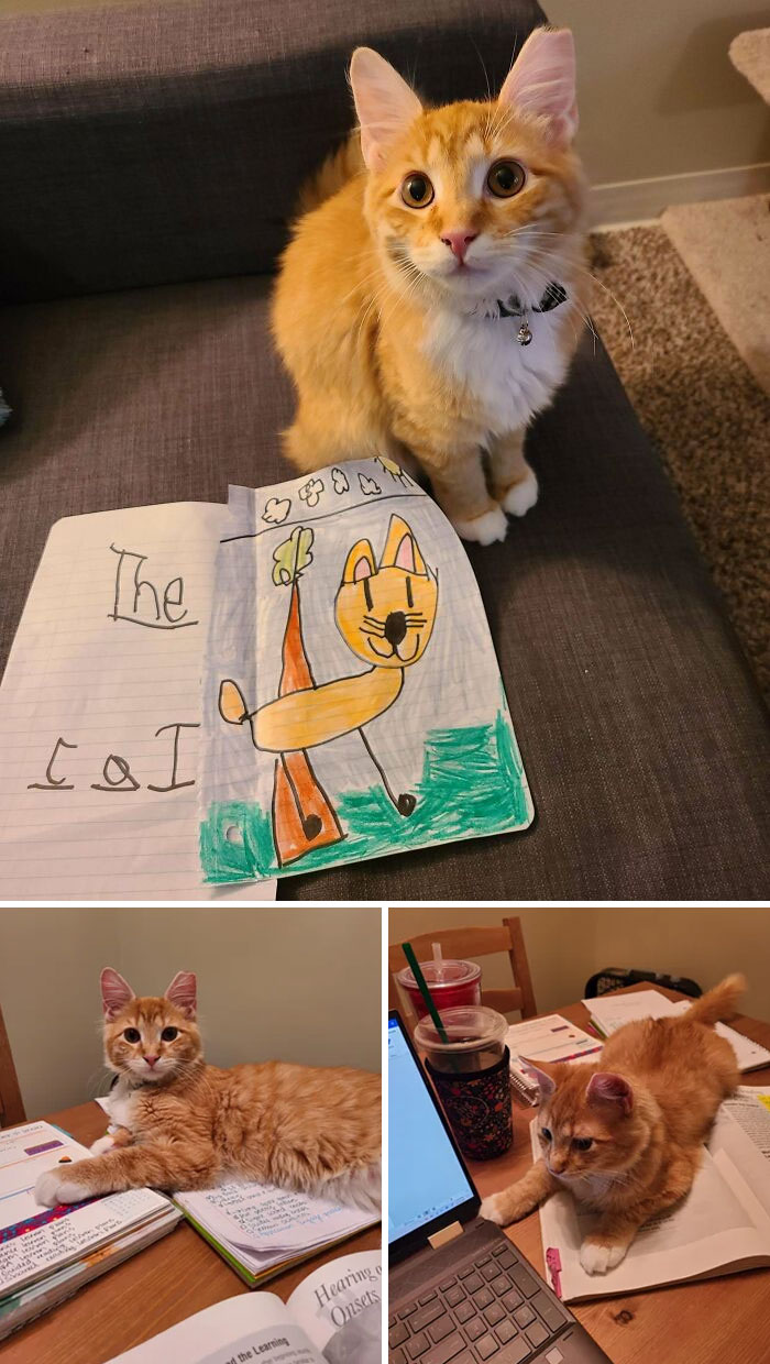 Soy maestra de jardín de infantes y siempre hablo de mi gato Teddy. Hoy una de mis alumnas me hizo un dibujo de él, así que tomé algunas fotos para mostrárselas y agradecerle.