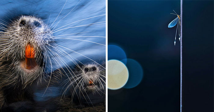 The Best Of Nature Photography: 21 Winning Photos From GDT Contest 2024