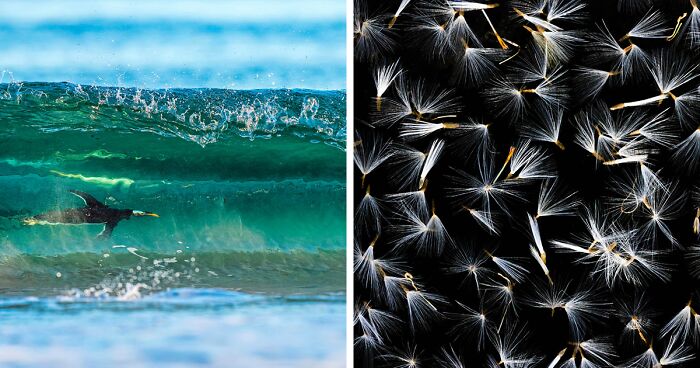 Nature’s Masterpieces: The GDT Photography Competition 2024 Revealed The Winners (21 Pics)