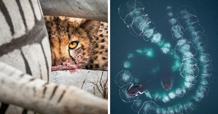 21 Beautiful Shots Of Nature And Animals, By This Year’s Winners Of GDT