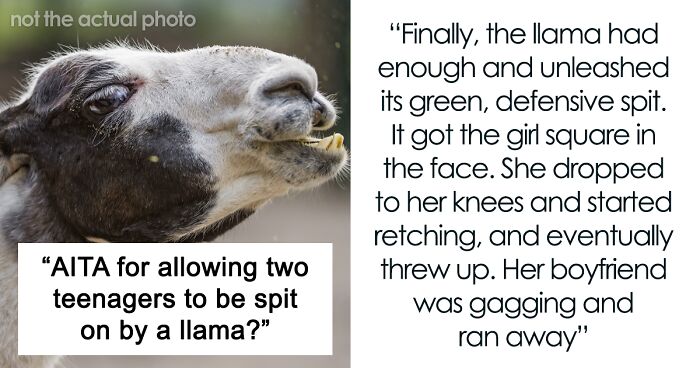 Teens Keep Antagonizing A Llama And Get Spit On, Find The Zoo Bathroom Locked