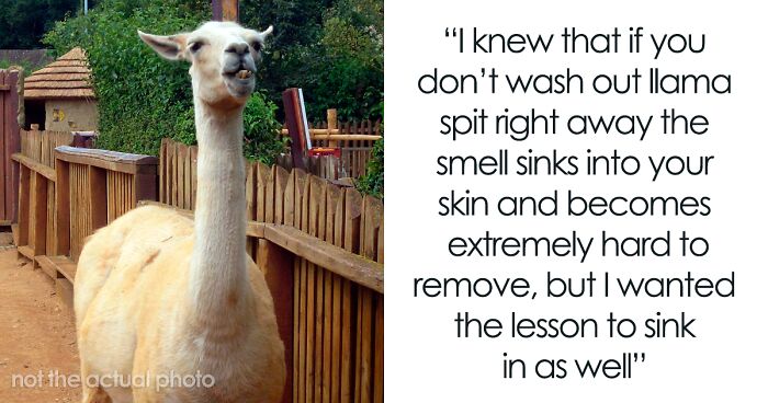 Teenagers Keep Annoying Llamas After Warning, End Up Puking And Running Away