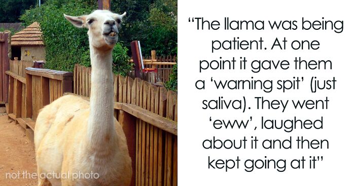 Teens Antagonize Llama At Petting Zoo, Animal Finally Decides It’s Had Enough