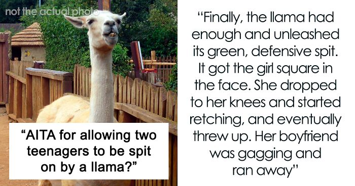 Zoo Keeper Watches Llama Spit Showdown As Teens Learn Not To Taunt Animals The Hard Way