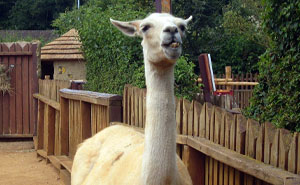 “The Llama Had Enough”: Zoo Keeper’s “Lesson” Sparks Parental Outrage