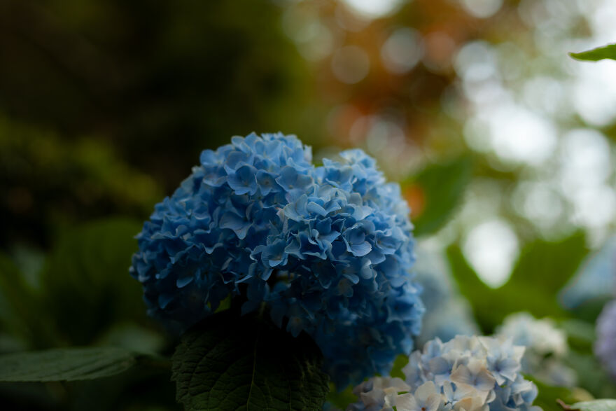 Blue Hydrangea