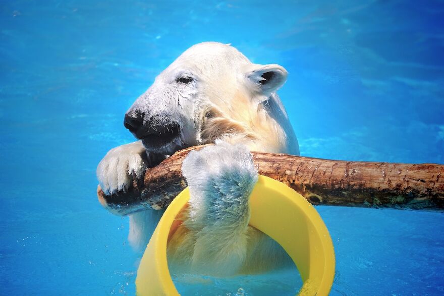 I Captured Polar Bears Playing With Water On Hot Days (11 Pics)