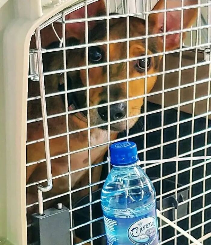 Starving dog rescued from remote island in Belize, inside a cage with a water bottle in front.