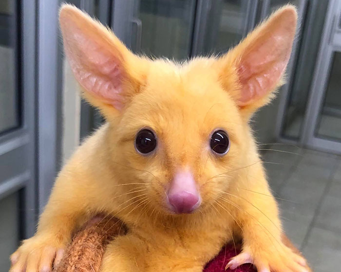 Guy Goes Viral After Sharing His Encounter With An Unusual Golden-Furred Possum