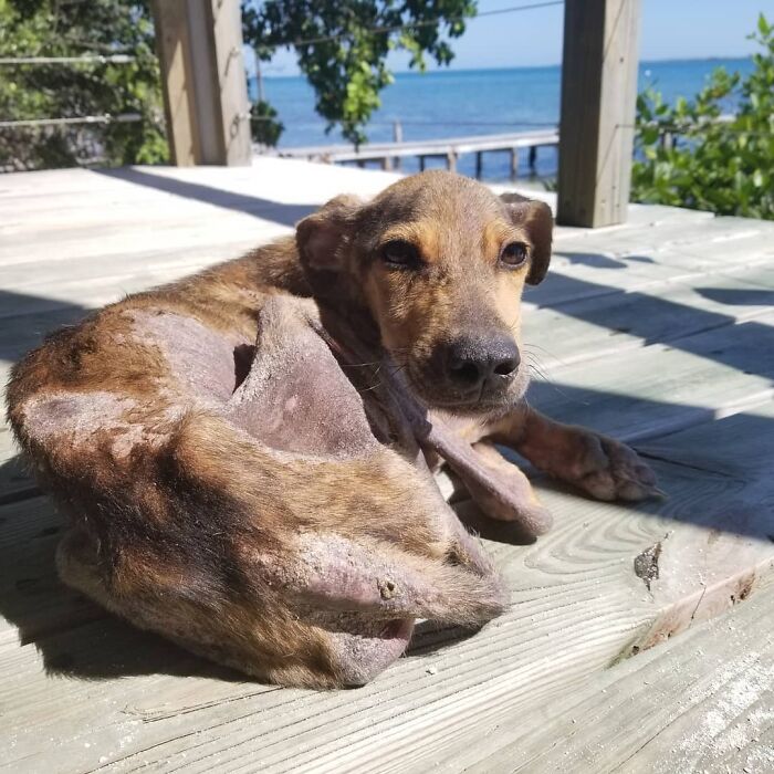 Starving dog on a wooden deck in Belize, looking towards the camera with the ocean in the background.