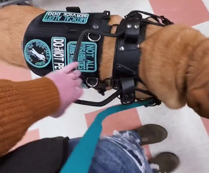 Netizens Have Their Hearts Melt As This Mom Wholesomely Stops Her Girl From Petting Service Dog