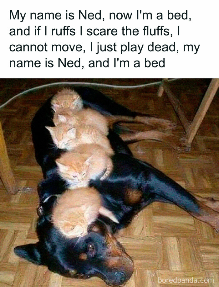 Funny animal meme with kittens sleeping on a patient dog's back.