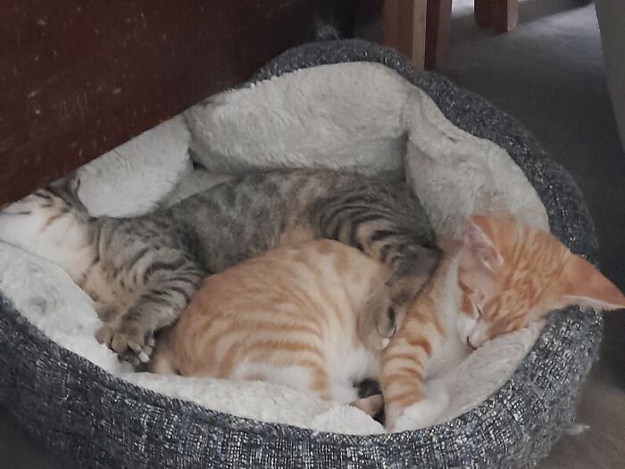 My Two Kittens Asleep Side By Side