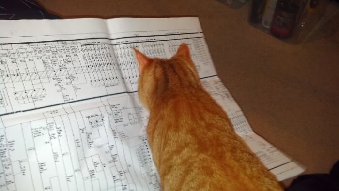 Trixie Reading The Schematics For Me