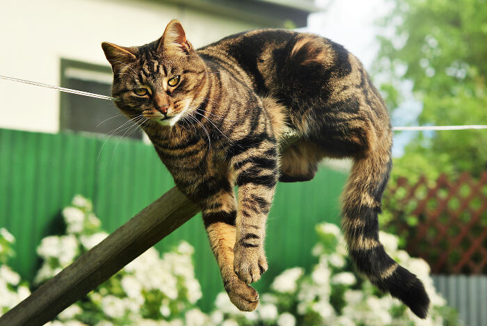 Bertie, Chilling On The Clothesline