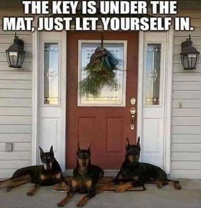 Three Dobermans lying in front of a door with a funny animal meme about the key under the mat.