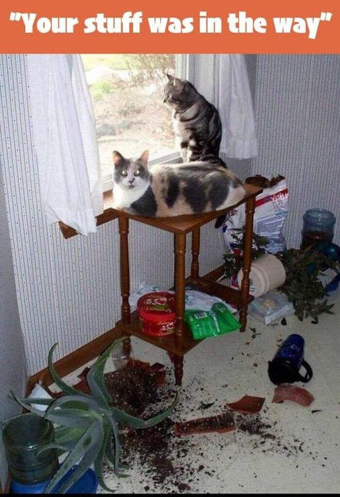 Two cats on a window table with broken plant pots and soil on the floor, creating a funny animal meme.