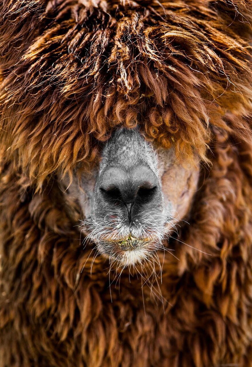 Alpaca With Incredible Hair