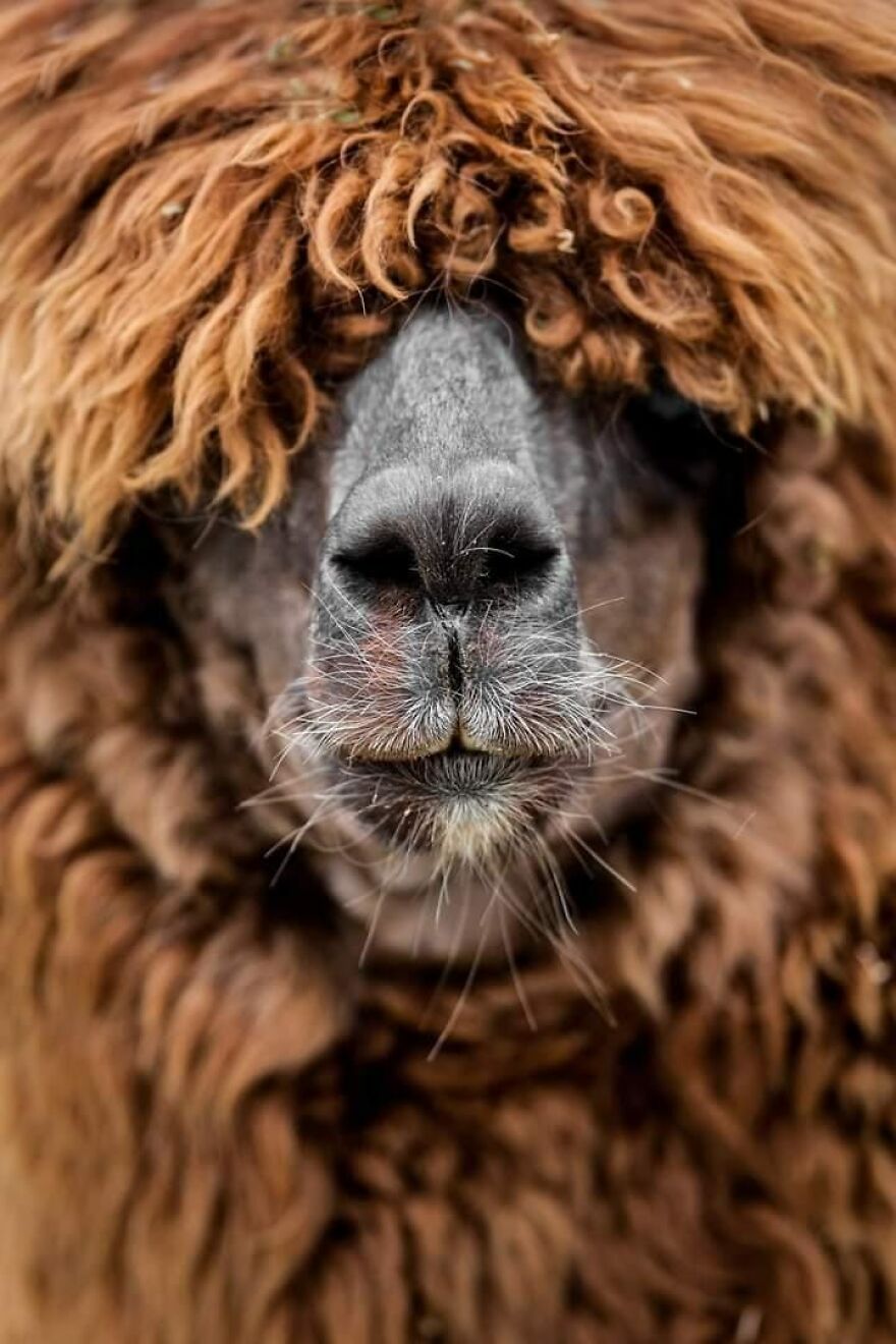 Alpaca With Incredible Hair