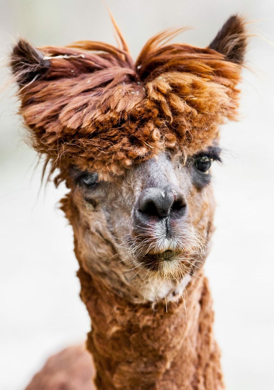 Alpaca With Incredible Hair