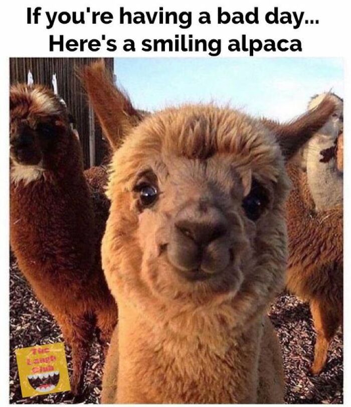 Smiling alpaca with playful expression, surrounded by other alpacas, creating a funny meme moment.