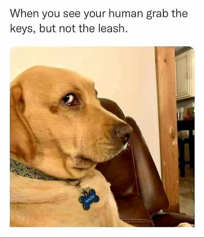 A dog's funny meme face as it sees the keys but not the leash.