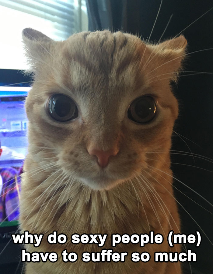 Funny-Memes-Cats-That-Are-Literally-Me