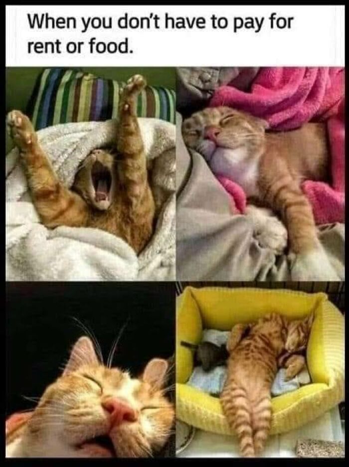 Funny meme with a lazy cat enjoying life without responsibilities, featuring yawning and sleeping poses.