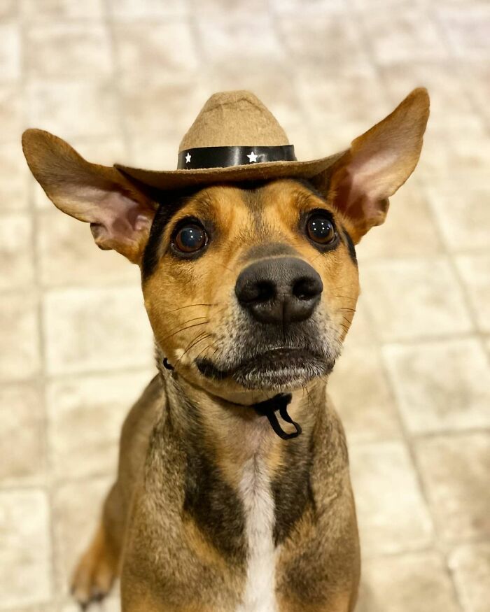 Dog with a brown hat looking up, related to a rescue story from a remote island in Belize.