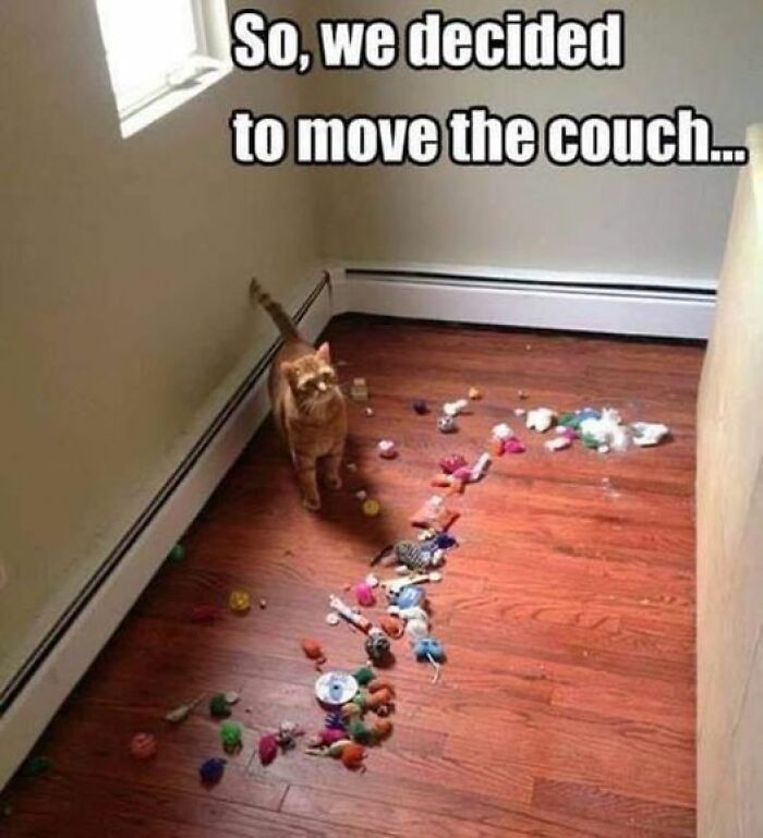 Cat standing beside a pile of toys after moving the couch; a funny meme-worthy animal pic.