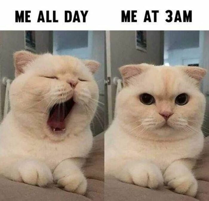 Funny animal meme showing a yawning cat on the left and a wide-eyed cat on the right.