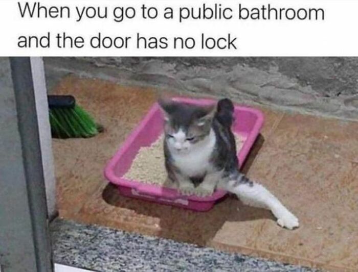 Funny meme with a cat in a litter box, looking annoyed, captioned about a public bathroom with no lock.