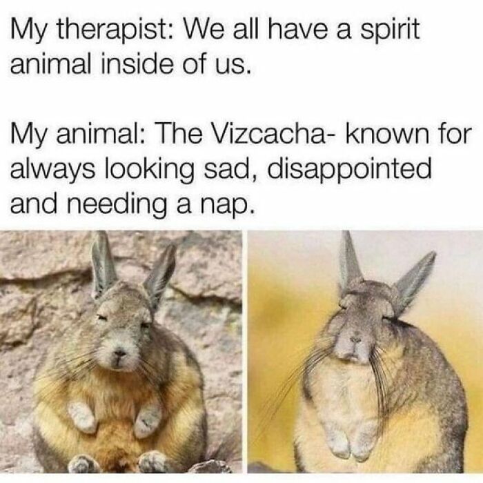 Vizcacha looking sad and sleepy, perfect for funny meme moments with animals.