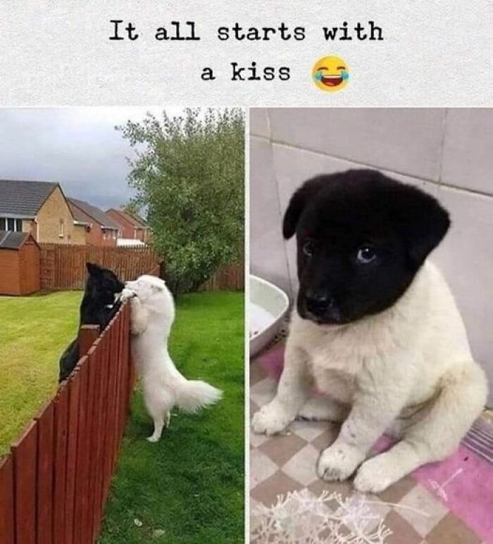 Two dogs interacting over a fence, then a black-and-white puppy looks guilty. Funny animal meme.