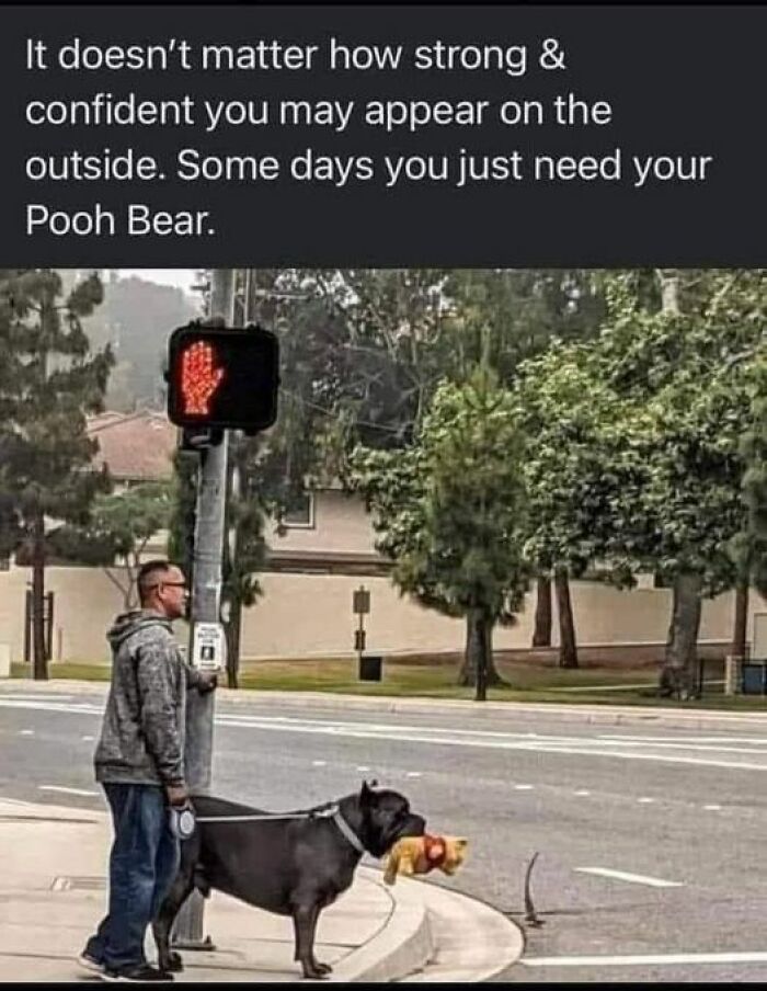 Dog holding Pooh Bear toy at crosswalk, humorous animal meme moment.