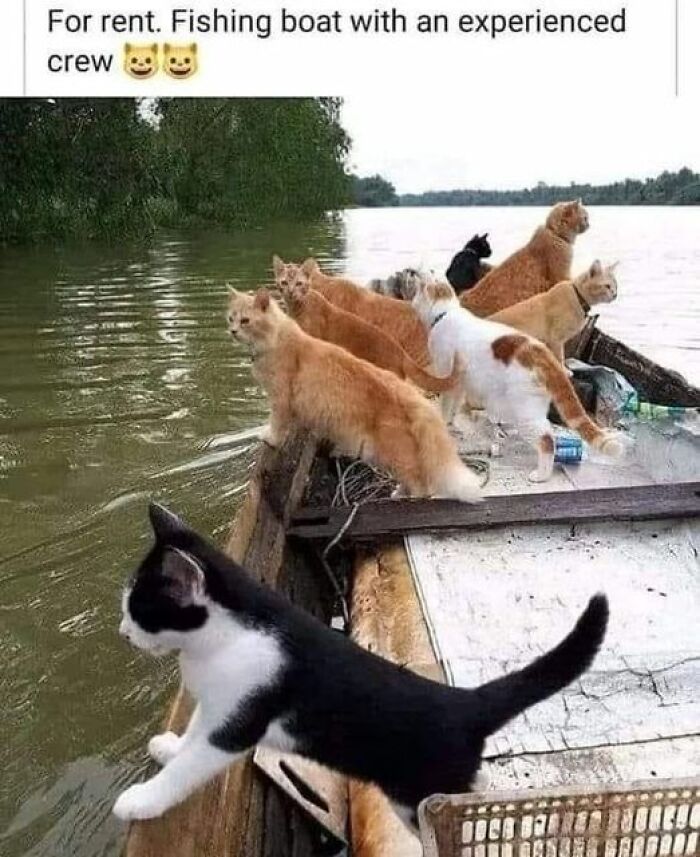 Cats on a boat looking at the water, resembling a funny animal meme in waiting.