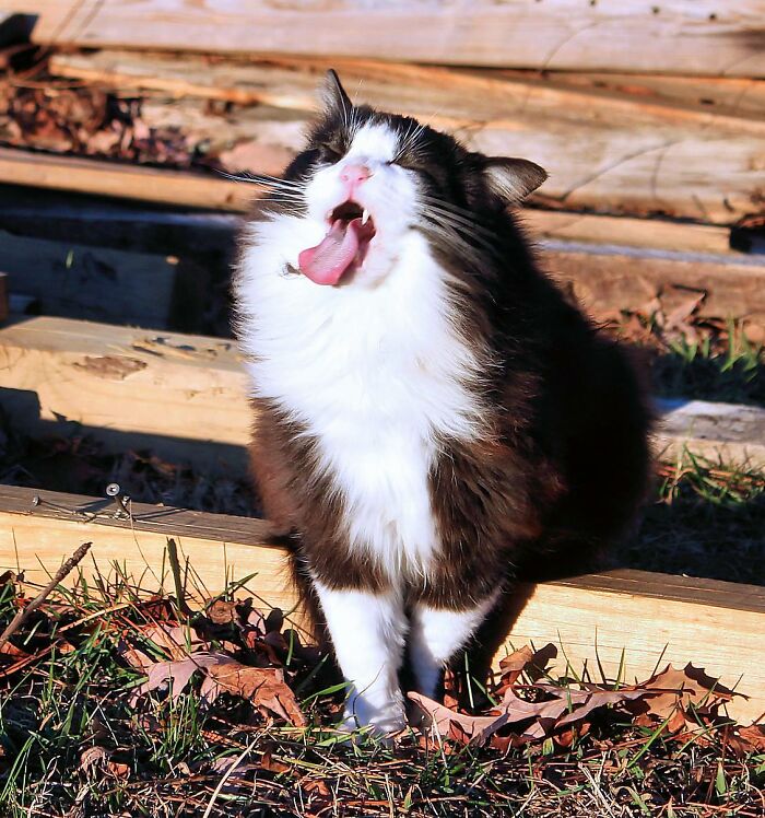 Morpheus Had A Clump Of Fur Stuck To His Tongue And Didn't Like It