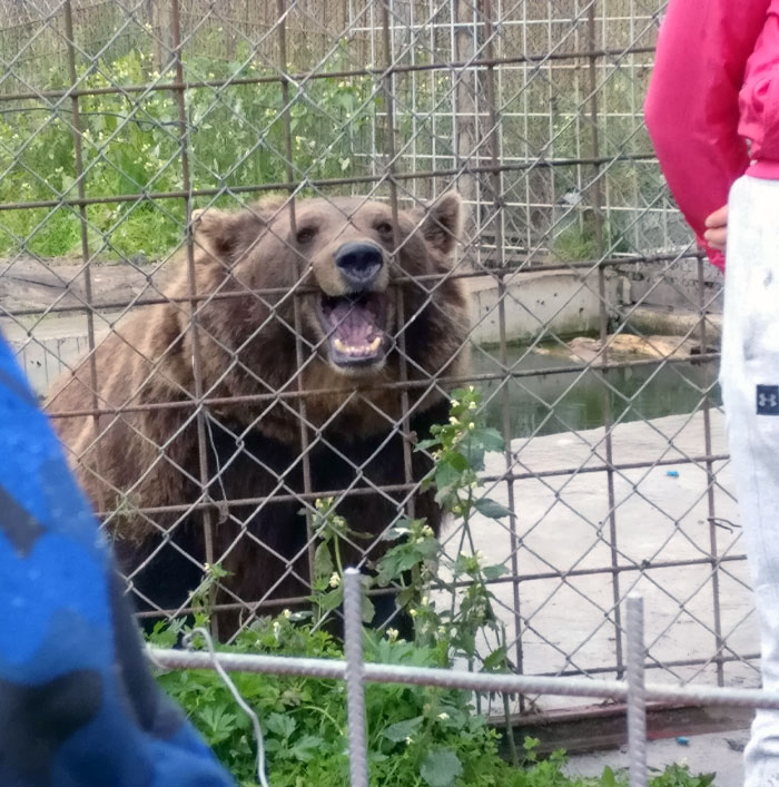 Derpy Bear I Saw At A Wildlife Center