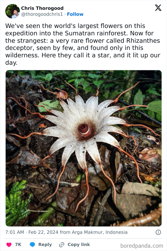 Weirdly Stunning Flower