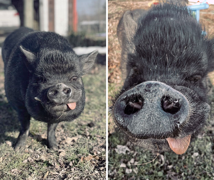 My Pot-Bellied Pig, Pumba